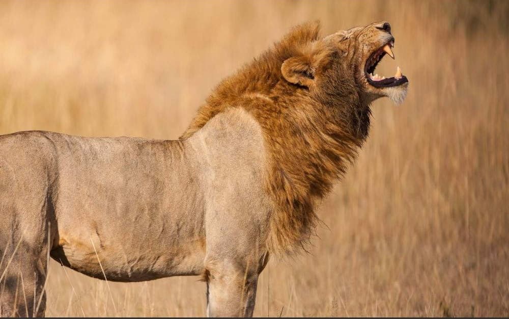 Grumeti Game Reserve