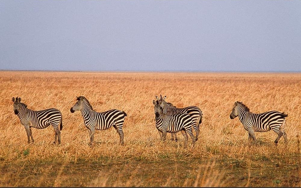 Katavi National Park