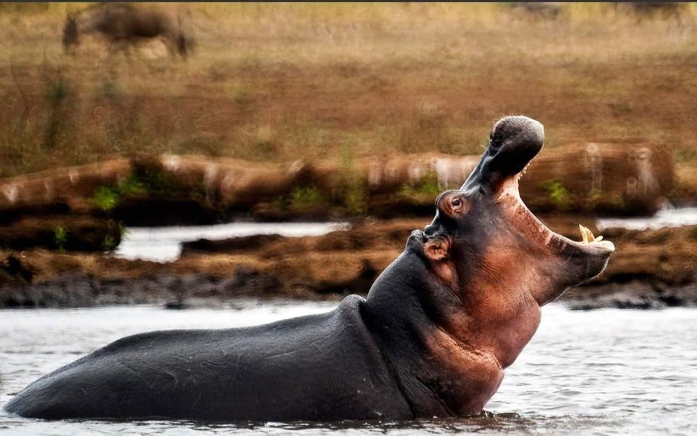 Lake Manyara National Park