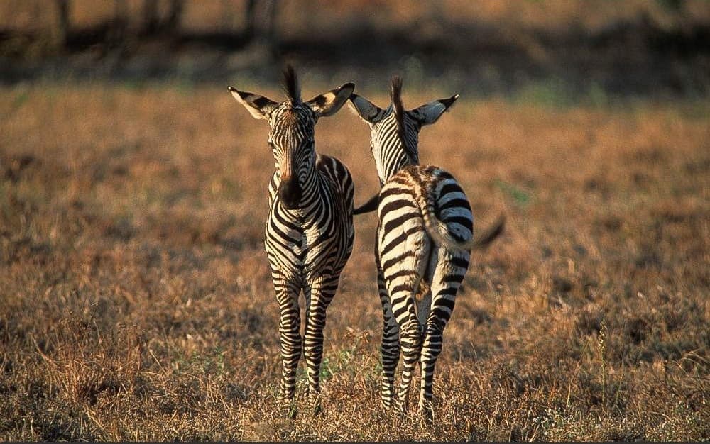 Mikumi National Park