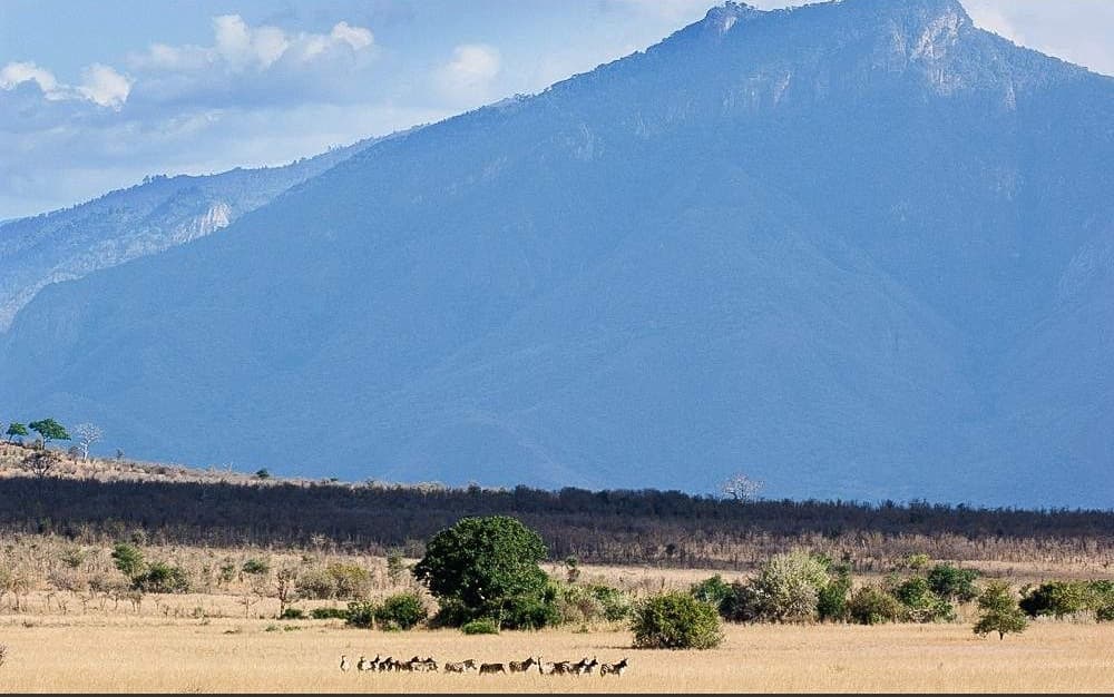 Mkomazi National Park