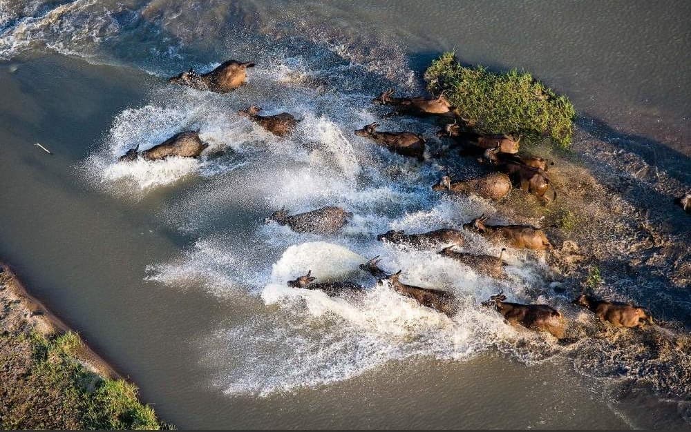 Nyerere National Park (Selous)