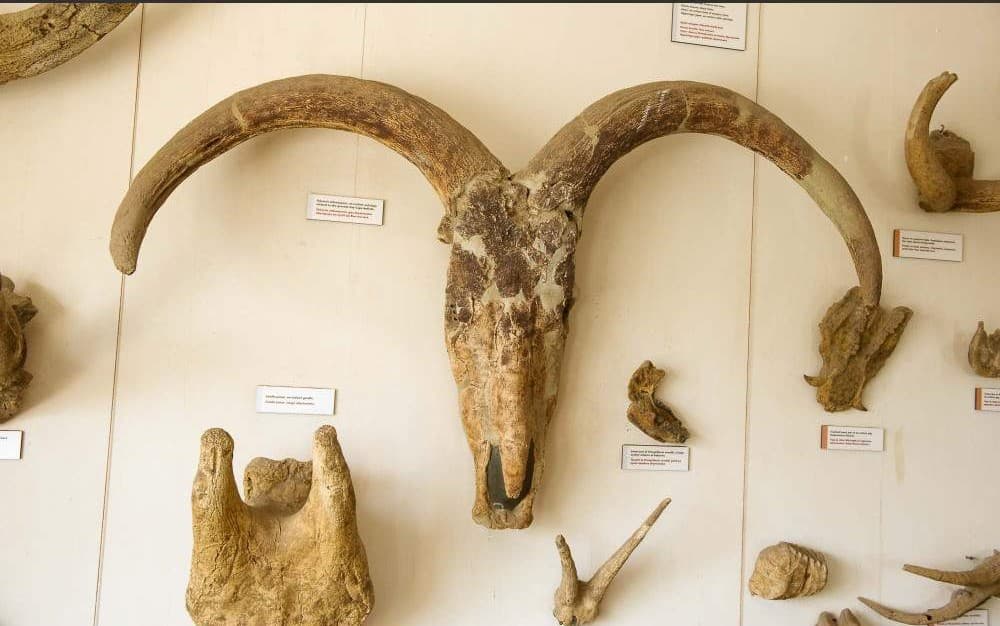 Olduvai Gorge & Museum
