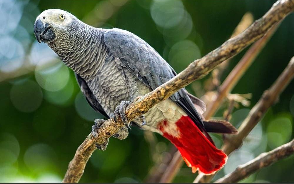 Rubondo Island National Park