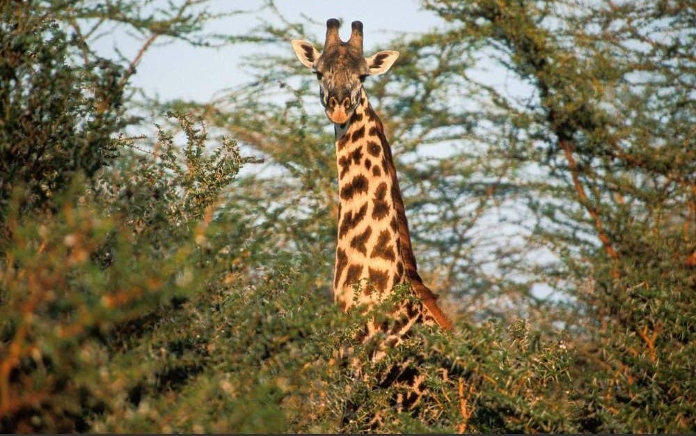 Saadani National Park