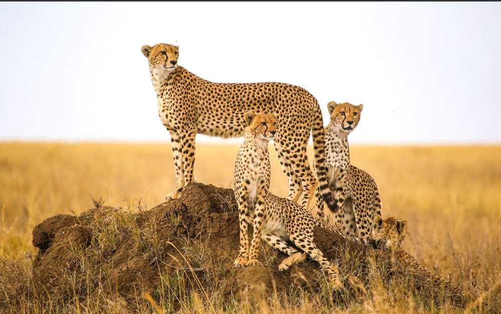 Tanzania Safari Regions & Circuits