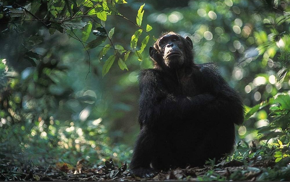 Chimpanzee Trekking — Gombe Stream