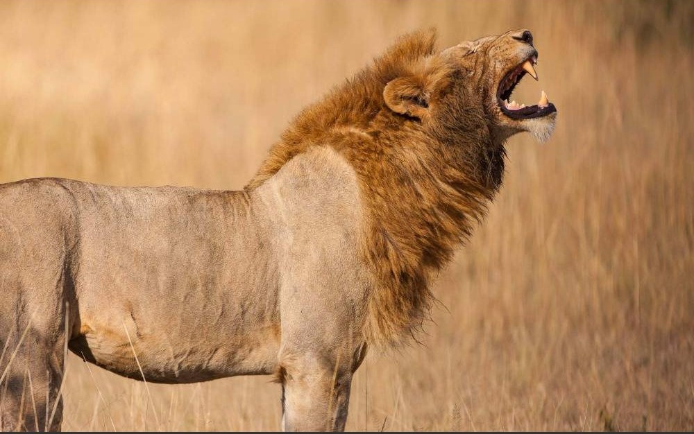 Grumeti Game Reserve