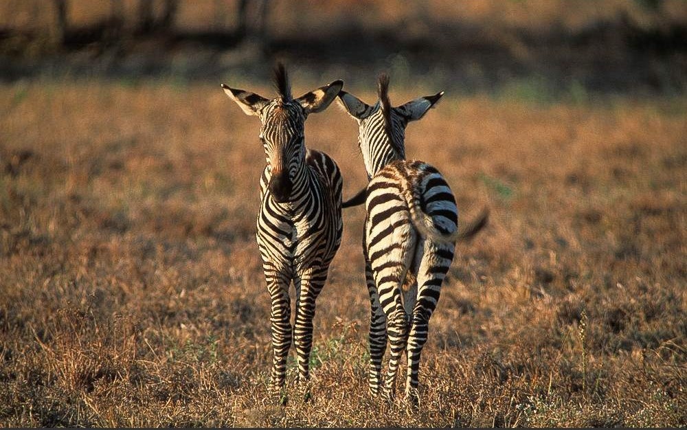 Mikumi National Park