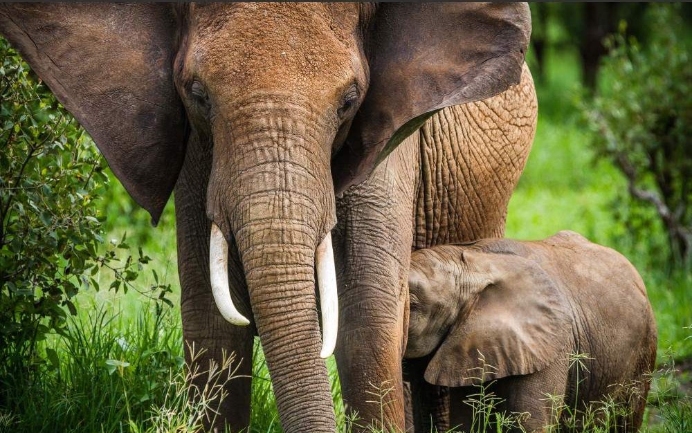 Tarangire National Park preview